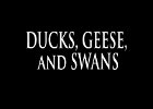 001 - 00 DUCKS, GEESE, and SWANS
