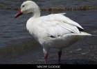 001 - 10 Snow Goose