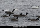001 - 11 Ross's Goose
