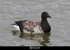 001 - 12 Brant