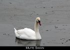 001 - 16 Mute Swan