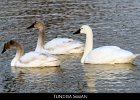 001 - 18 Tundra Swan
