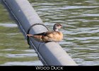 001 - 21 Wood Duck