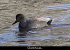 001 - 22 Gadwall