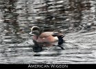 001 - 25 American Wigeon