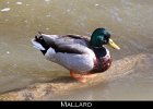 001 - 27 Mallard