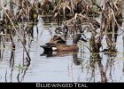 001 - 30 Blue-winged Teal