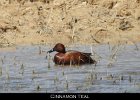 001 - 31 Cinnamon Teal