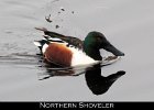 001 - 32 Northern Shoveler