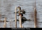 001 - 37 Green-winged Teal