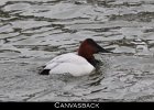 001 - 38 Canvasback