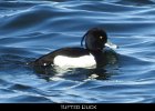 001 - 42 Tufted Duck