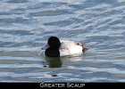 001 - 43 Greater Scaup
