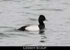 001 - 44 Lesser Scaup