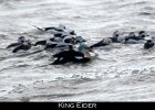 001 - 47 King Eider