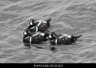 001 - 49 Harlequin Duck