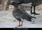 001 - 5 Pink-footed Goose