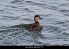 001 - 53 Black Scoter