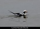 001 - 54 Long-tailed Duck