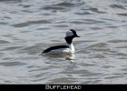 001 - 55 Bufflehead