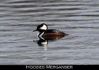 001 - 59 Hooded Merganser