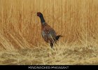 003 - 68 Ring-necked Pheasant