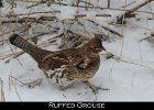 003 - 69 Ruffed Grouse