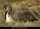 003 - 70 Greater Sage-Grouse