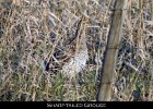 003 - 78 Sharp-tailed Grouse