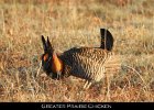 003 - 79 Greater Prairie-Chicken