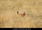 003 - 80 Lesser Prairie-Chicken