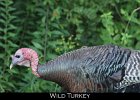 003 - 81 Wild Turkey