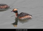 006 - 95 Horned Grebe
