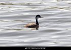 006 - 98 Western Grebe