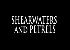 009 - 00 SHEARWATERS and PETRELS