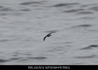 010 - 139 Wilson's Storm-Petrel