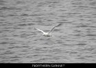 012 - 160 Northern Gannet