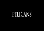 013 - 00 PELICANS