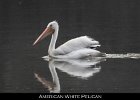 013 - 161 American White Pelican
