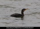 014 - 165 Double-crested Cormorant
