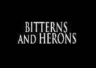 017 - 00 BITTERNS and HERONS