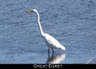 017 - 179 Great Egret