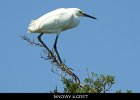 017 - 184 Snowy Egret