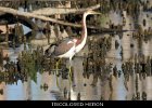 017 - 186 Tricolored Heron
