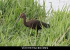 018 - 196 White-faced Ibis