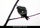 021 - 208 Mississippi Kite
