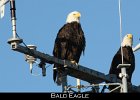 021 - 209 Bald Eagle