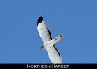 021 - 212 Northern Harrier