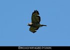 021 - 221 Broad-winged Hawk