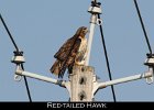 021 - 227 Red-tailed Hawk
